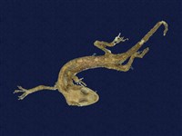 藏品(鉛山壁虎)的圖片